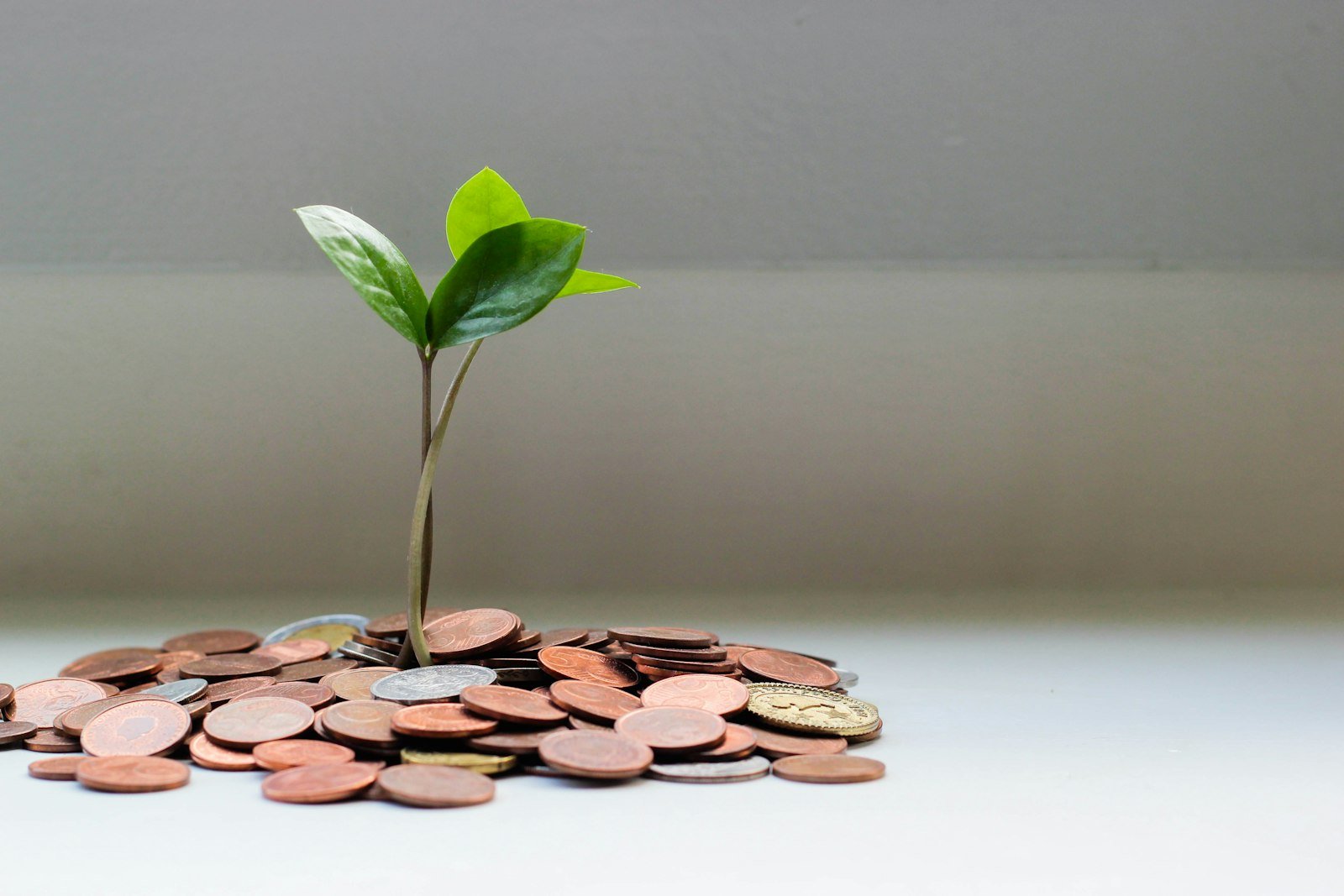 Green plant growing on a stack of coins, symbolizing investment growth